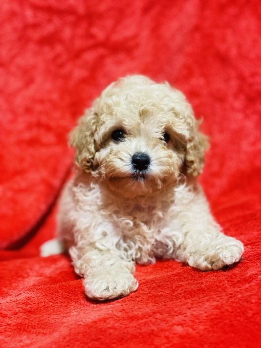 Настоящий той пудель  мальчик