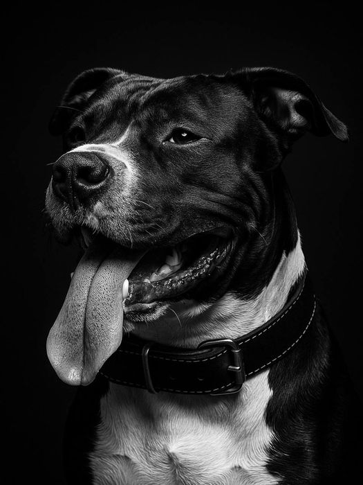 Амстаф для вʼязки