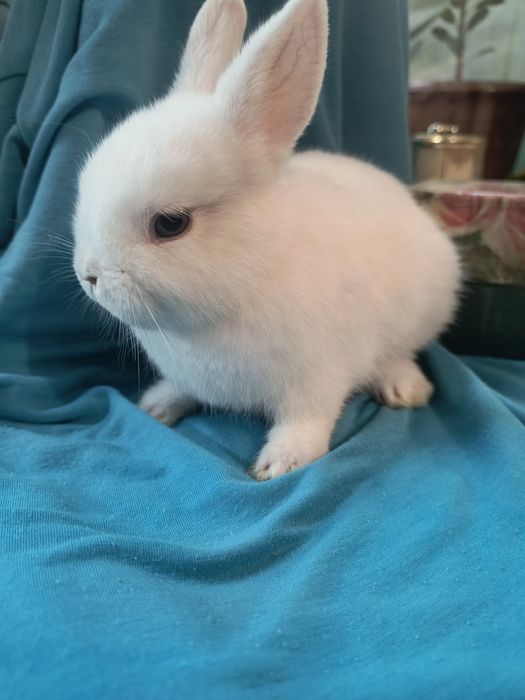 Кролик Мини Гермелин и другие породы.