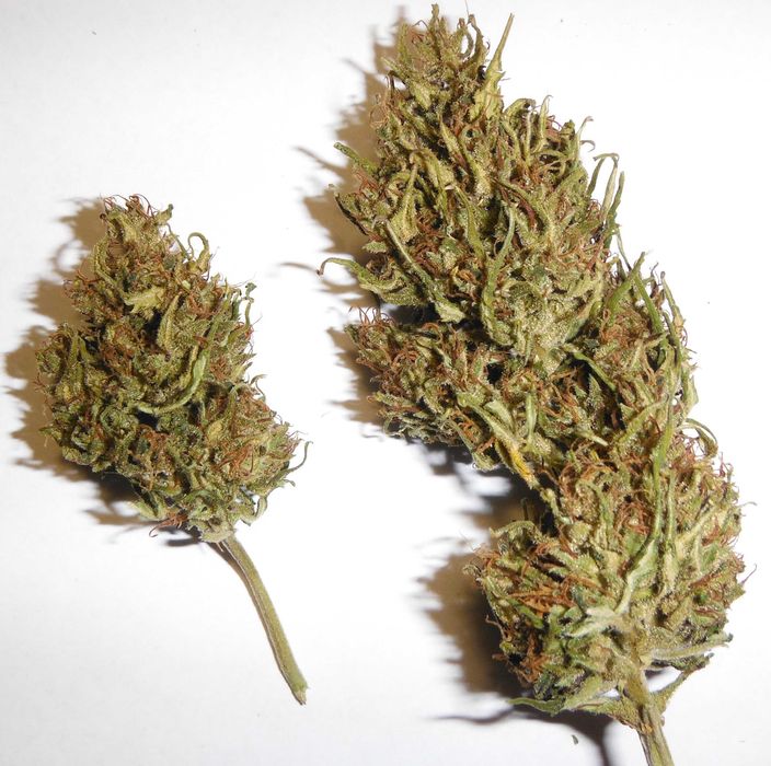 Susz konopny CBD CBG 100% Polska uprawa Naturalny!