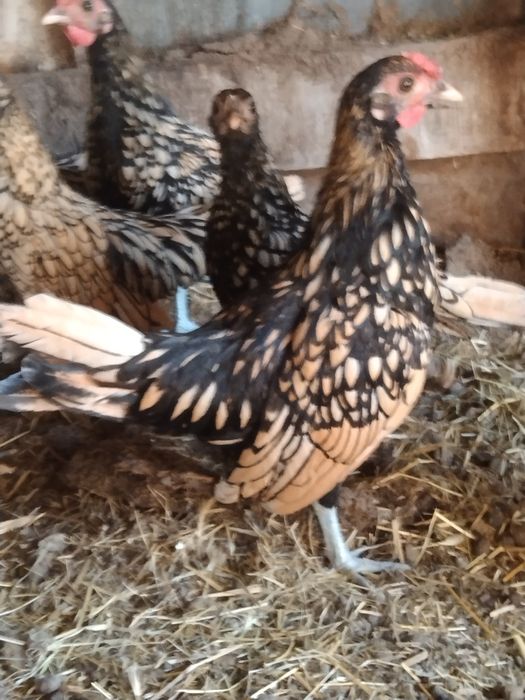 Продам сібрайт лимонний 250 грн