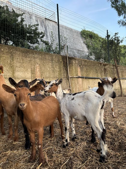 Cabras anãs varias cores