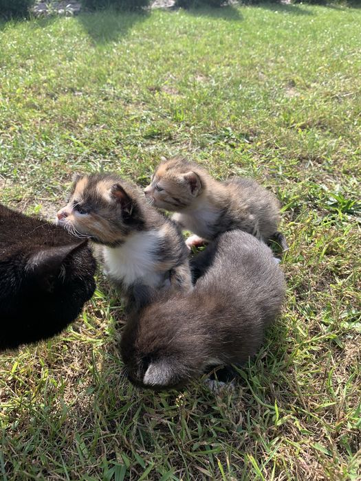 Кошенята, кошеня , котики