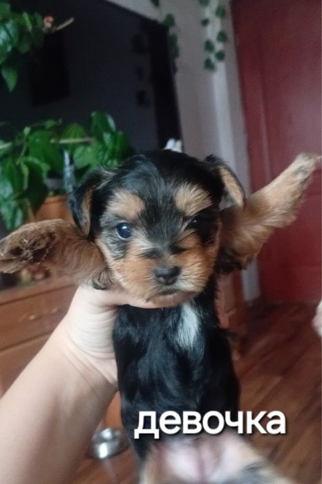 Цуценята йорширський терьер