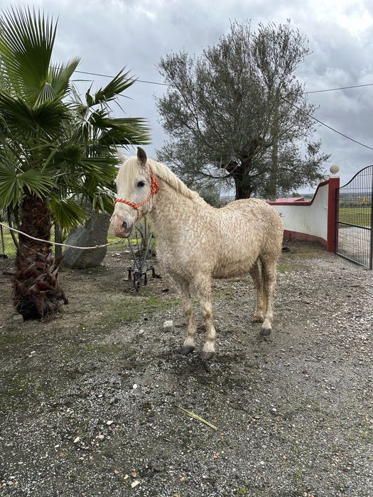 Cavalo Capado Manso
