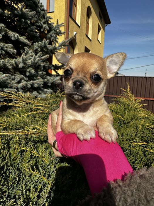 Супер міні чіхуахуа крихітна дівчинка