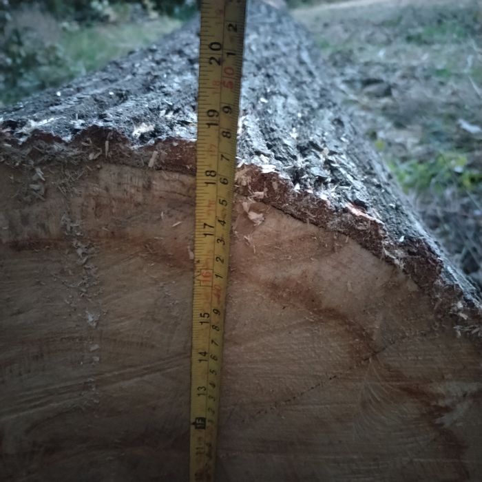 Kłoda dębowa o długości 4.5m