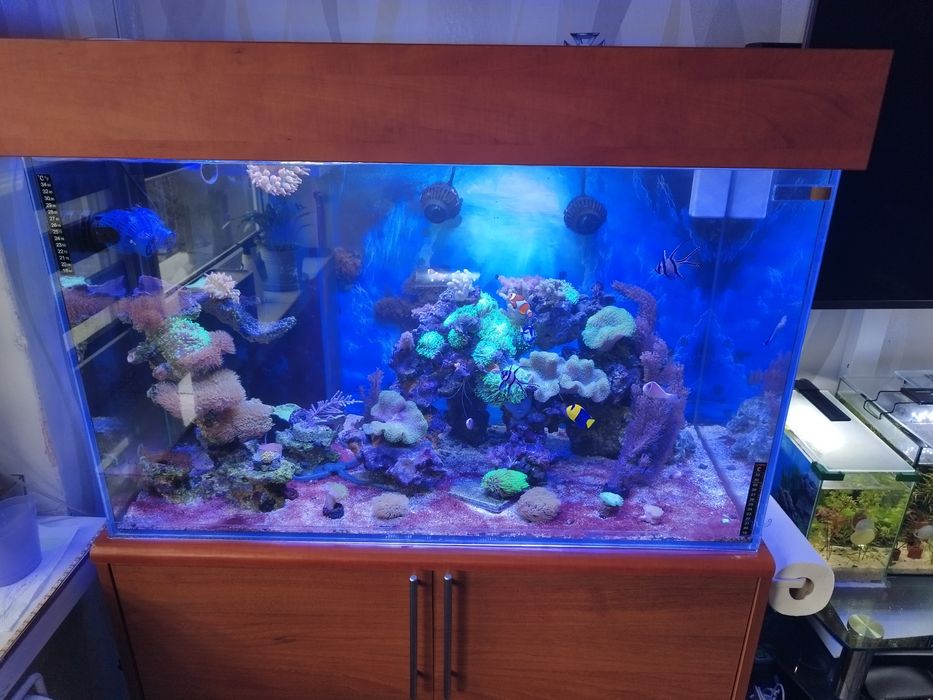 Akwarium morskie sprzedam