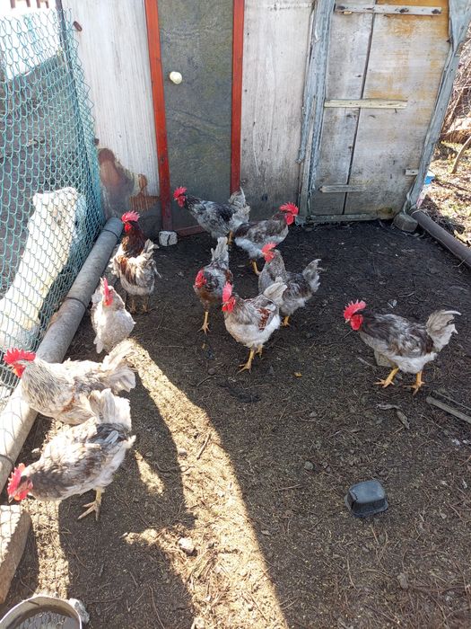Продам домашних петухов!