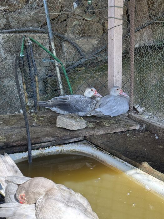 Patos grandes e bebes  para venda