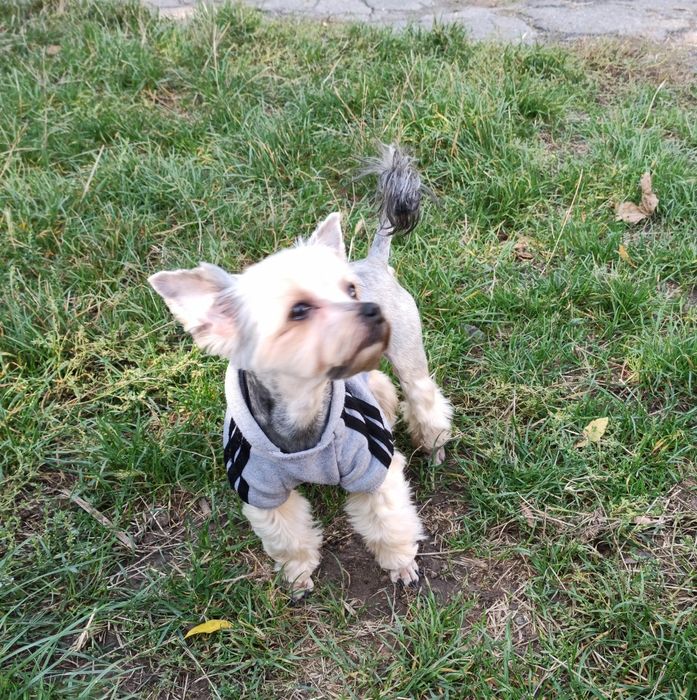 В'язка йорка. Йоркширський тер'єр. Йорк.Мини .Миник