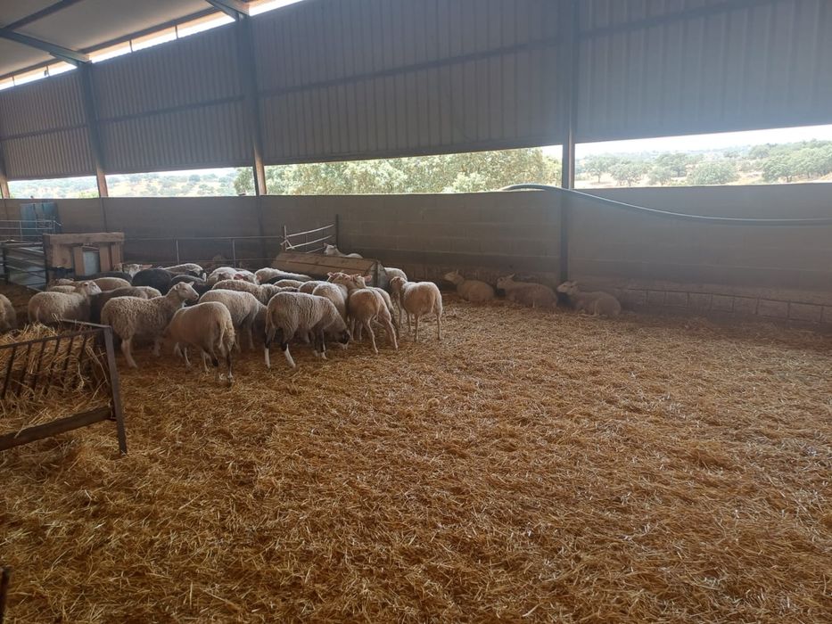 Borregas INRA401