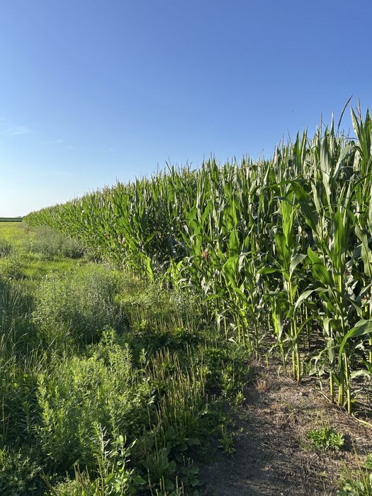 Kukurydza na pniu, na kiszonkę