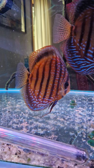 Discus adultos 4 disponíveis valor unitário