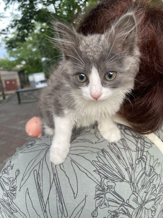 Отдам котенка в хорошие руки