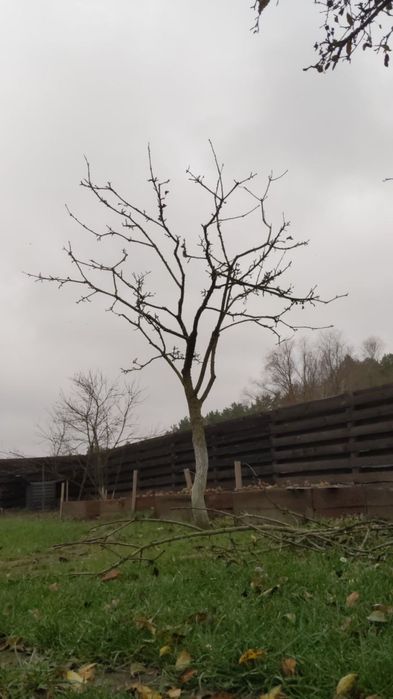 Обрізка дерев, плодових та ягідних насаджень - Чернігів і область