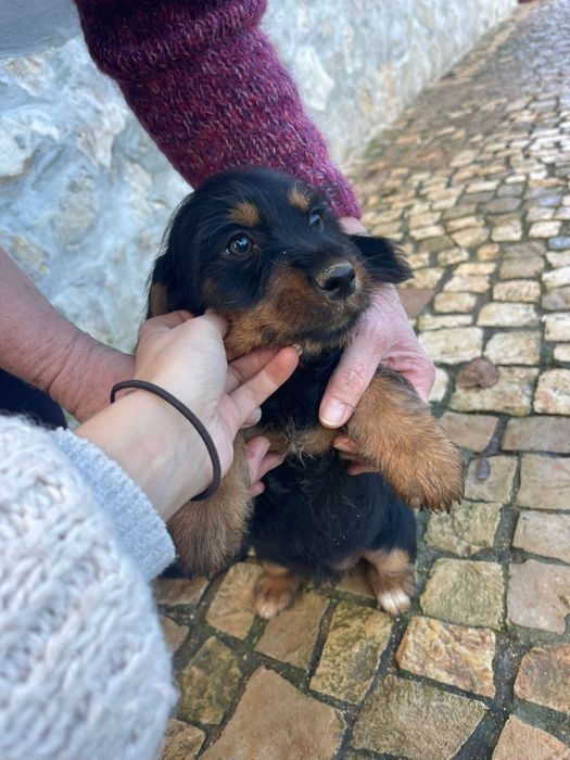 Cães bebés adoção