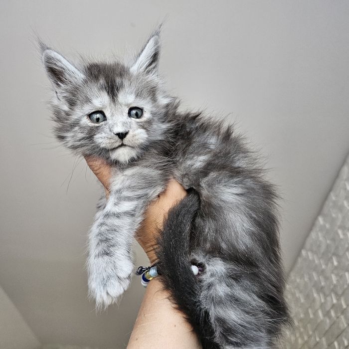 Kocurek Maine coon rodowód Fpl