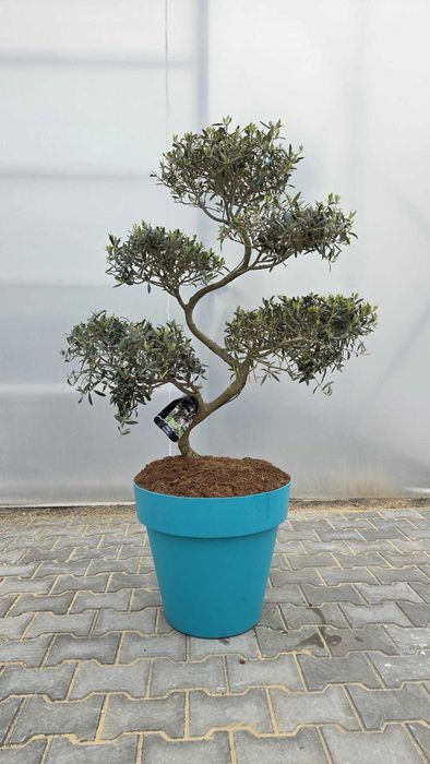 Drzewko oliwne bonsai – Olea europaea | 145–155 cm