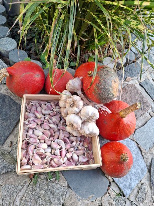 Czosnek ozimy harnaś