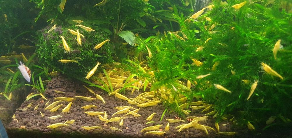 Krewetki yellow z pasem neonowm do akwarium