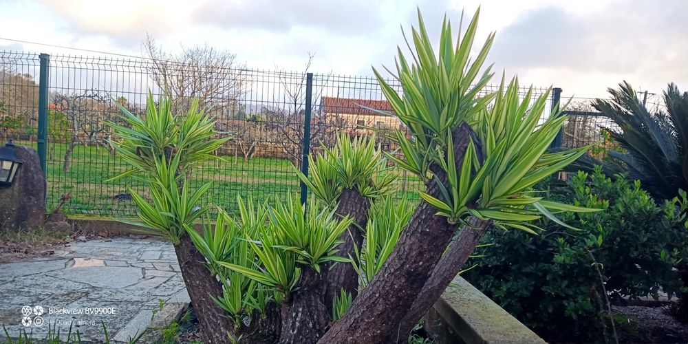 Planta yucca vários tamanhos