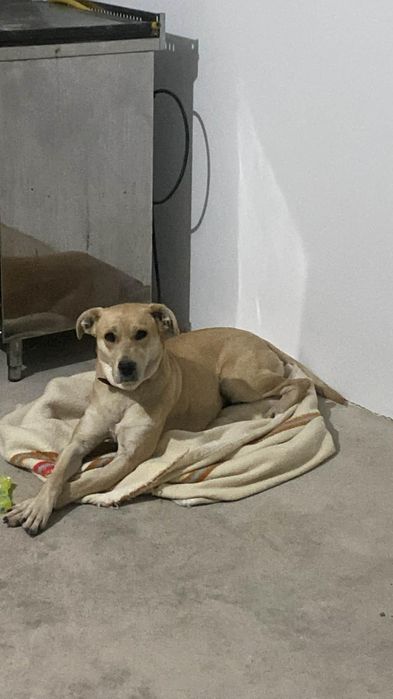 Cadelinha raçada de labradora