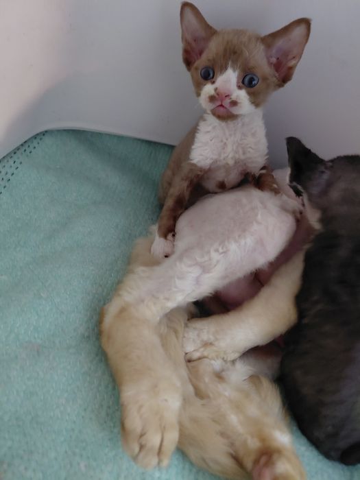 Котята Девон Рекс