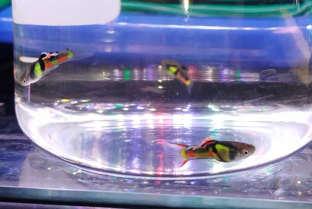 Guppys Endler "El Tigre"