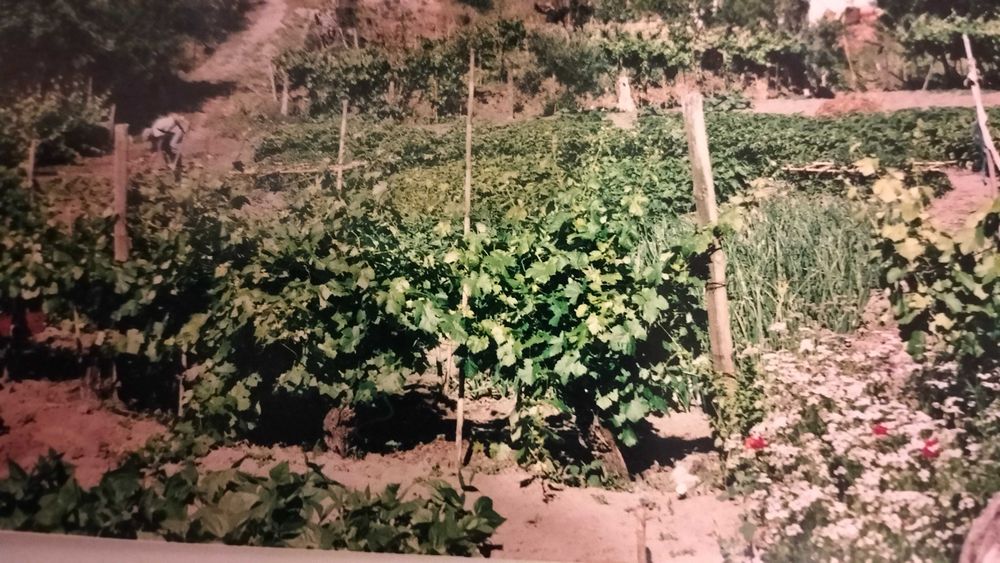 Vende-se terreno/quinta no alentejo a oito km do Crato