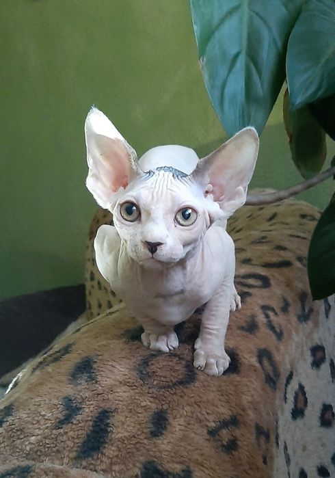 Хлопчик та дівчинка