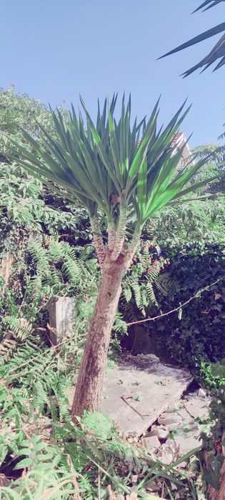 Planta Yuca vários tamanhos