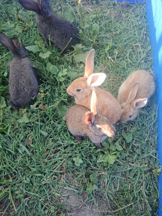 Varios coelhos para venda