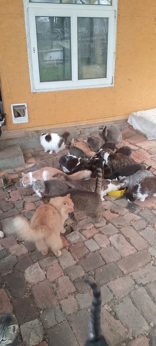 Котики у відповідальні родини