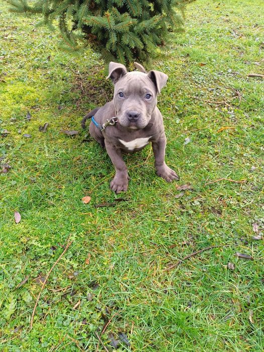 Amstaff american staffordshire terrier blue niebieski pies