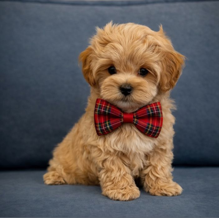 Цуценята мальтипу, які западуть тобі в душу