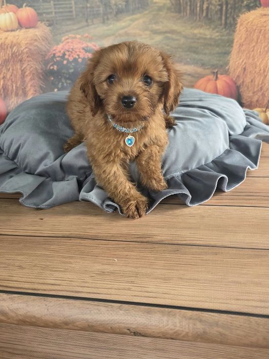 Cavapoo F1 cudowny i radosny szczeniak szuka kochajacego domu