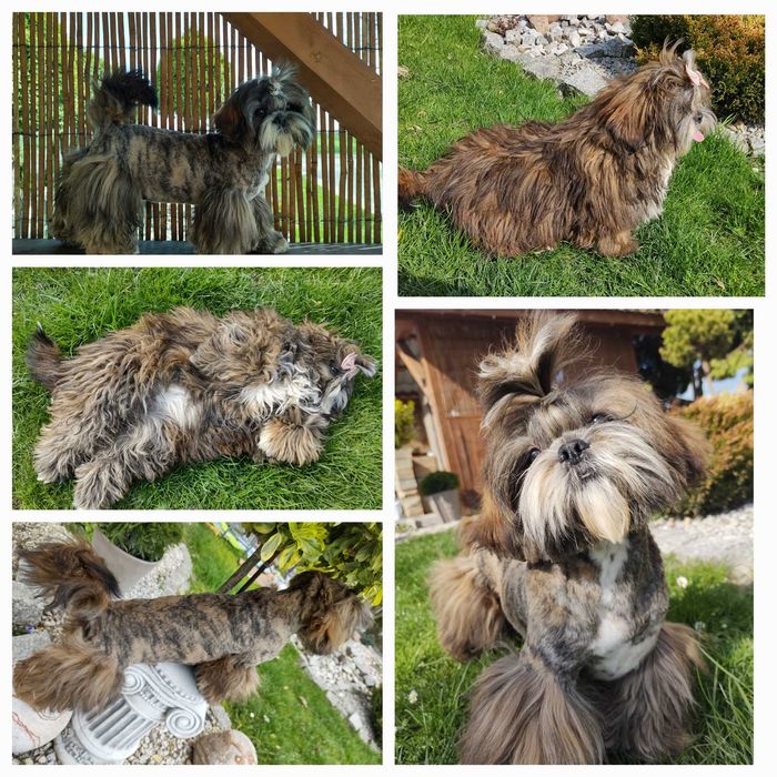Piękny piesek rodowód ZHPR wyprawka