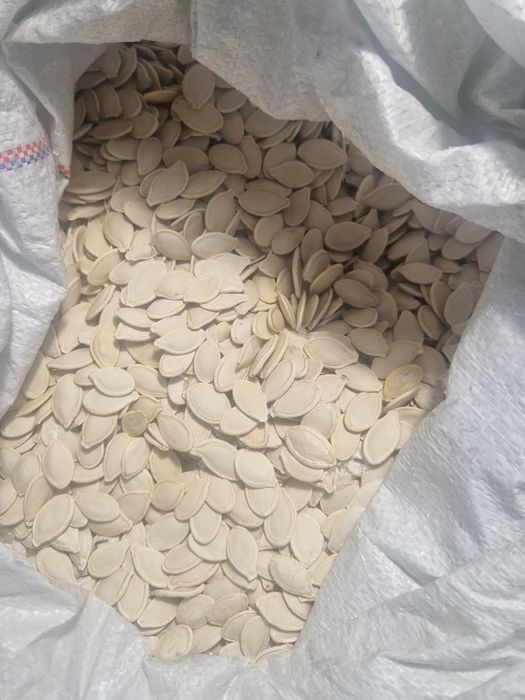 Продамо гарбузове насіння