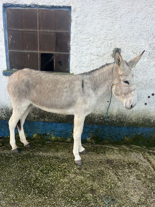 Burras mansas e ptenhas