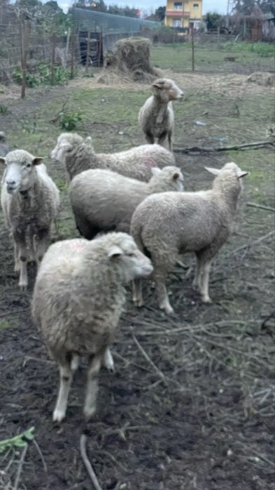 Vendo borregos bons