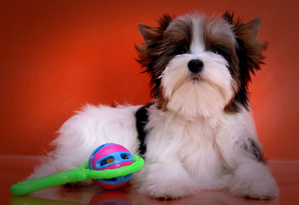 Хлопчик бівер йорк