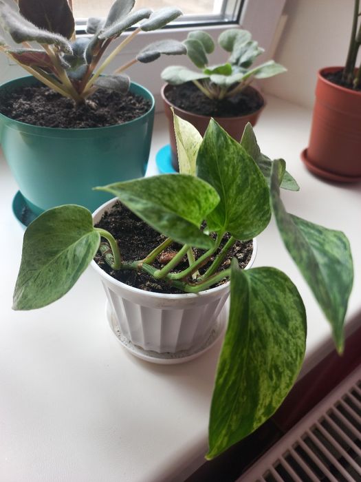 Епіпреміум продам