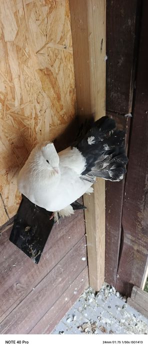 Gołębie ozdobne samczyk