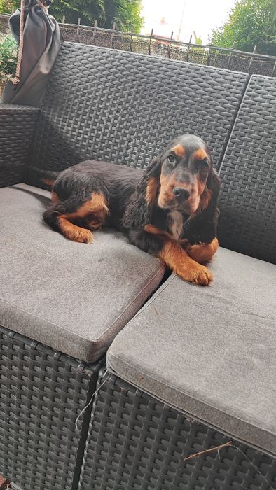 Cocker spaniel piesek