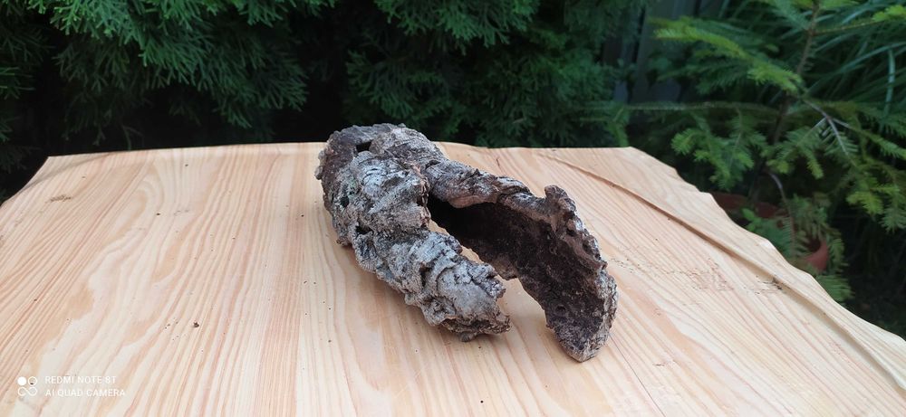 Grota z pożytecznego debu korkowego 22x8x7 cm