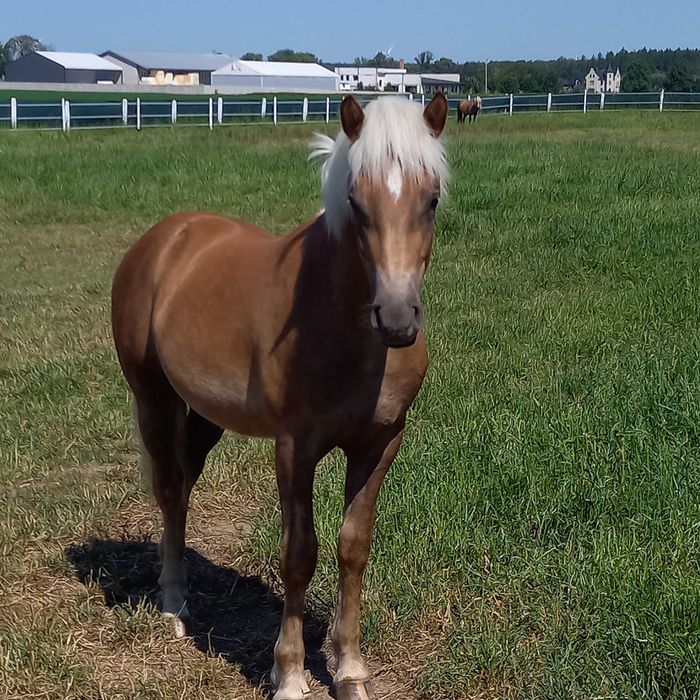 Stanowka krycie ogierem rasy haflinger Bary