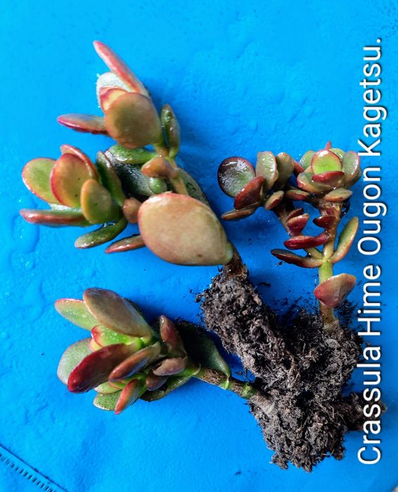 Вариегатные крассулы толстянки денежные деревья суккуленты.