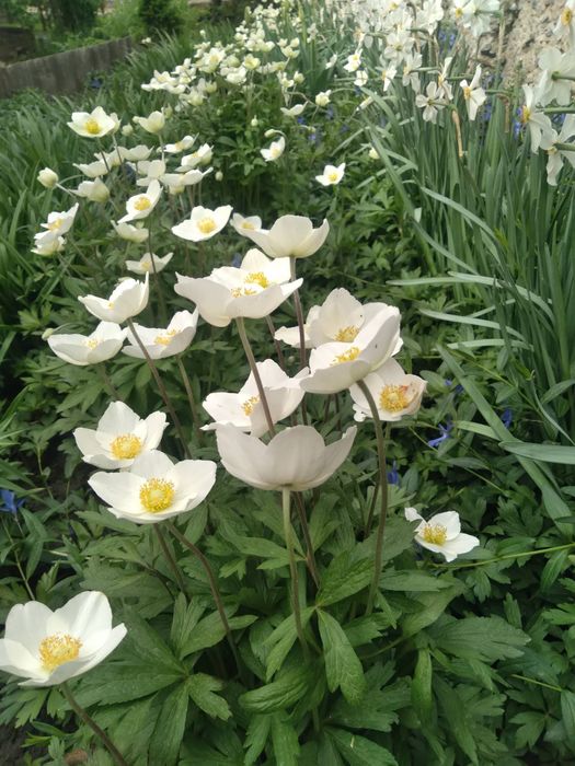 Багаторічні квіти