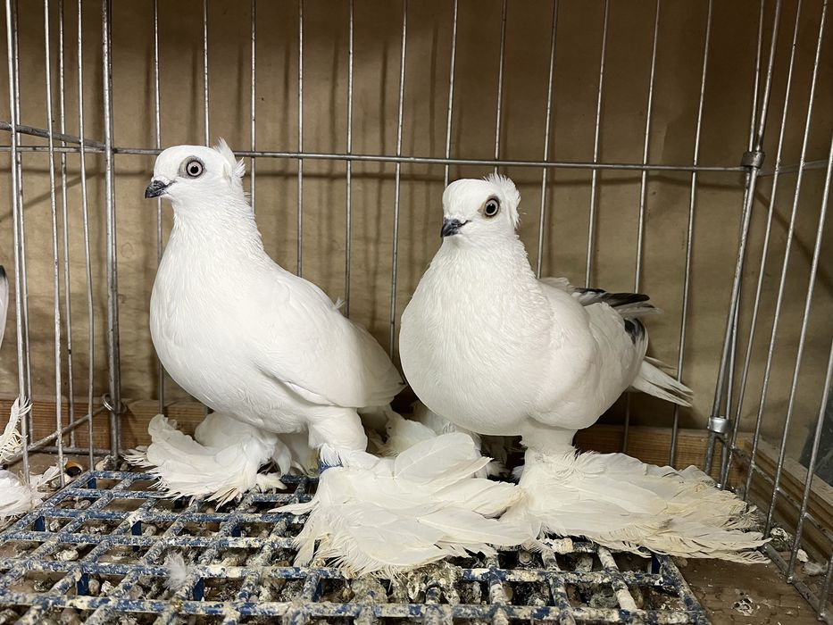 Gołębie Winerki łapciate